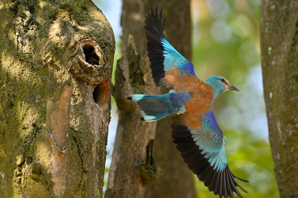 Bird Watching Experience